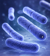 CelluFend Ingredient Clostridium butyricum